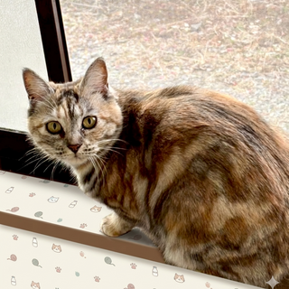 人慣れ中のひめちゃん、少しずつ成長中♡