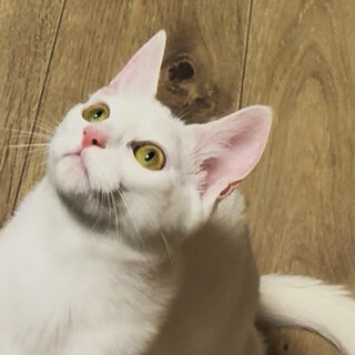 空・くう♂7ヶ月、兄弟アクティブ派