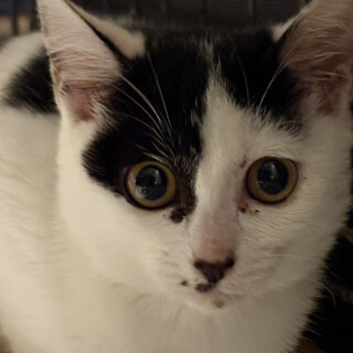 不思議な模様、葉っぱ♀7ヶ月