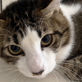 らんだ♂約2歳、人馴れOK