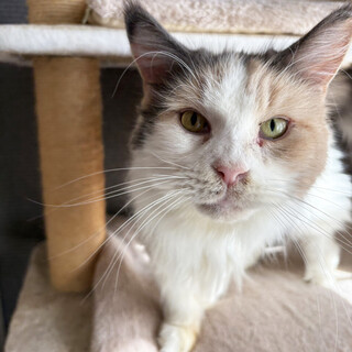 スー♀5〜7歳、大きな長毛猫