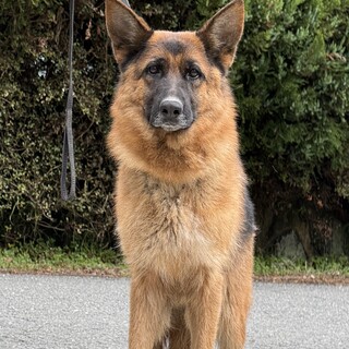 ジャーマンシェパード