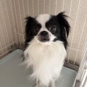 狆とチワワのミックス4歳オス