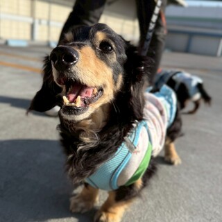 そっと寄り添うMダックス「ロイ君」