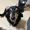 そっと寄り添うMダックス「ロイ君」 サムネイル6
