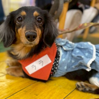 超甘えん坊Mダックス【ララちゃん】