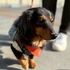超甘えん坊Mダックス【ララちゃん】 サムネイル2
