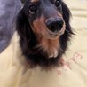 超甘えん坊Mダックス【ララちゃん】 サムネイル4