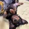 超甘えん坊Mダックス【ララちゃん】 サムネイル6