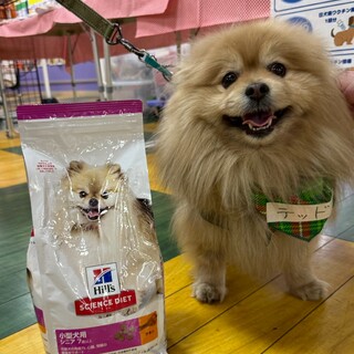 どすこい！でかポメ【テッド君】