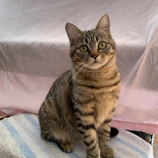 FIPより生還 お膝大好き構ってちゃんのプリシラ