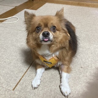 ロングコートチワワ【一茶/いっさ君】