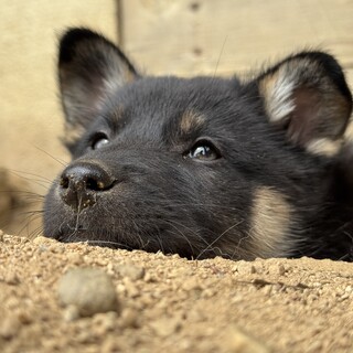 2.5ヶ月姉妹めい