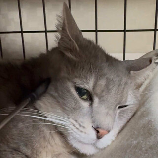 ゼロからスタート！ぼくがんばってるよ、カイヤナイト