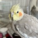オカメインコ里親さん募集