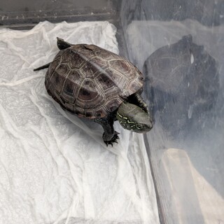クサガメ 2歳