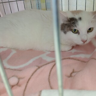 危険な場所から保護♥️すりすりな若い白三毛さん