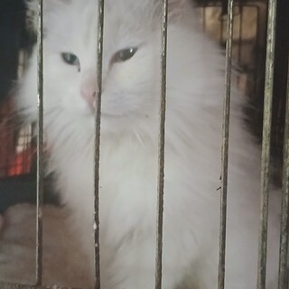 ふわふわ長毛❤️おっとりなエイズ陽性の美人さん