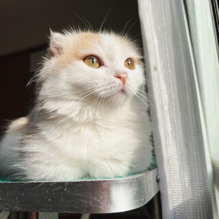 ー現在交渉中ー小柄な女の子