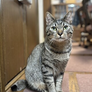 【レオノア兄弟】シュッとしたイケメン！レオくん