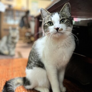 【レオノア兄弟】やんちゃで元気なイケメンノア