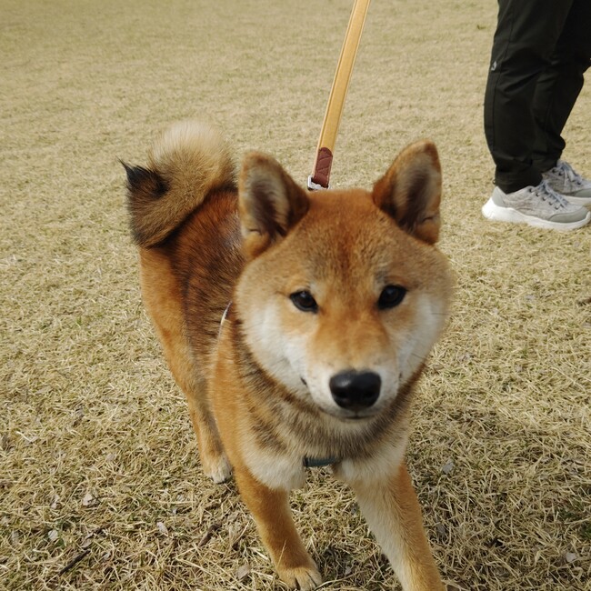 練馬の翁のカバー写真