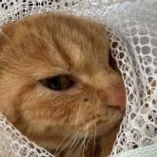 マイケル似の単純な性格、可愛いお顔の茶トラ君8カ月