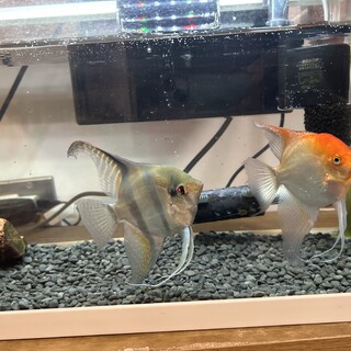 エンゼルフィッシュ