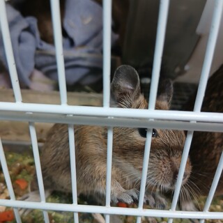 ２月５日生まれのデグー