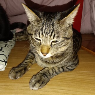 人懐こいロッタちゃん