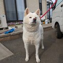 純白の秋田犬メス