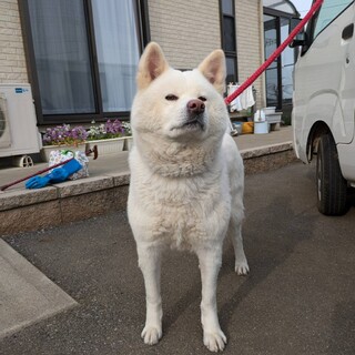 純白の秋田犬メス