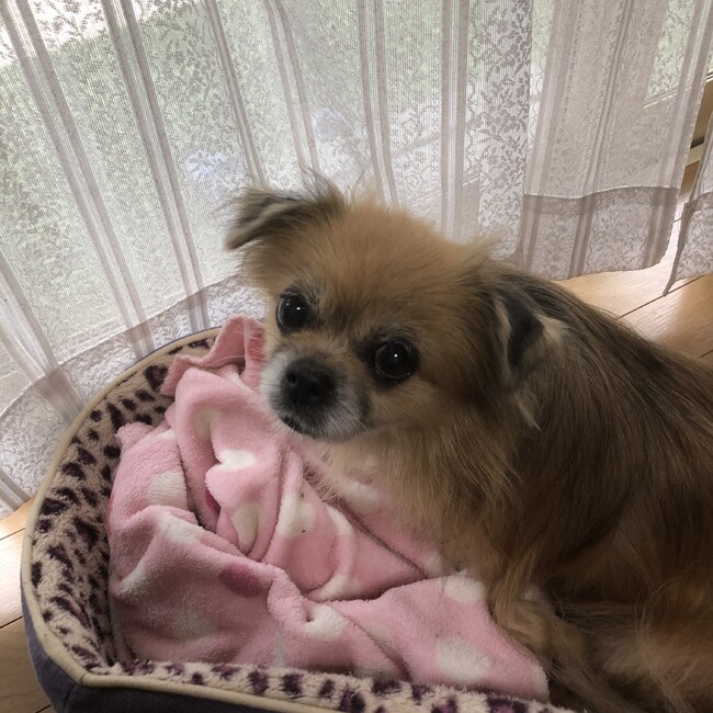 桂桂のカバー写真