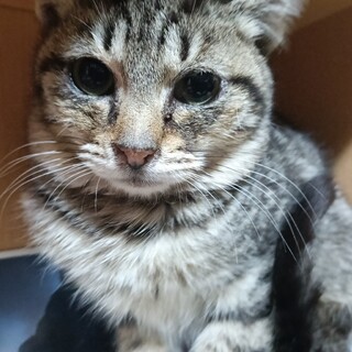 大人しい 甘えん坊のキジトラ 女の子 3か月 子猫