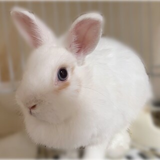 白色モフモフ毛のうさくん