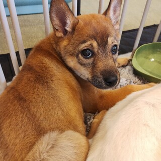 2ヶ月半のビビリの女の子【みずほ】