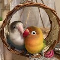 甘えん坊とツンデレのボタンインコのペアです