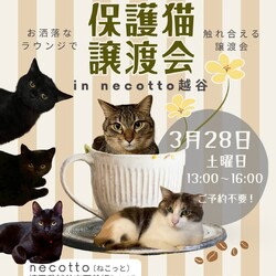 なごの家保護猫譲渡会in necotto 越谷