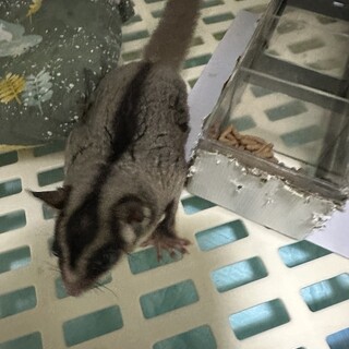 フクロモモンガ3匹　その1