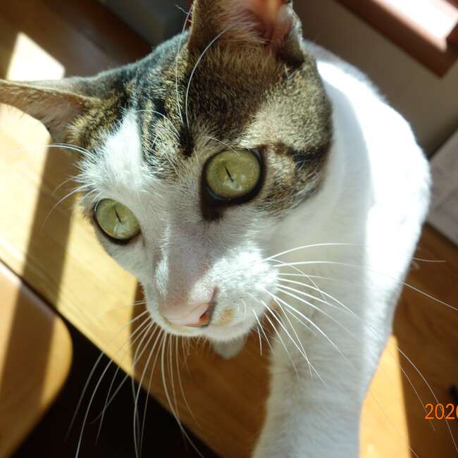 くろねこ23のカバー写真