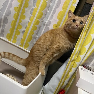 人慣れ抜群！茶太郎君（仮）