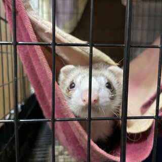 里親一旦保留中