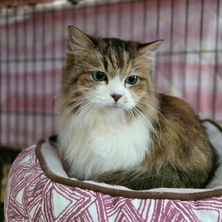 モッフモフのシニアガール　アースー♀