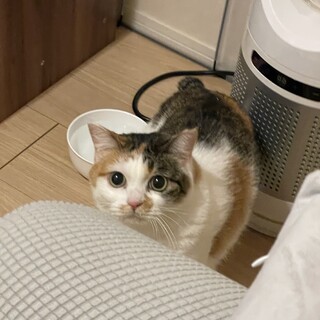 美形の三毛猫の女の子(3-4歳)