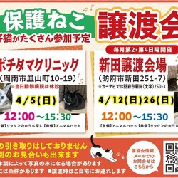 保護ねこ譲渡会in防府市新田