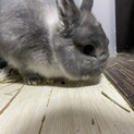 ネザーランドドワーフ