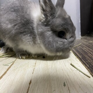 ネザーランドドワーフ5ヶ月