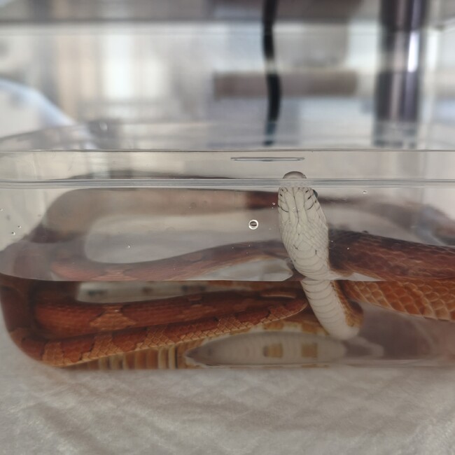 さくさくさくママのカバー写真