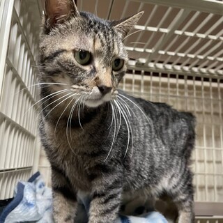 甘えん坊で優しい性格の男の子です。