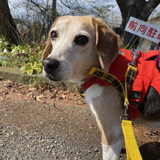 穏やかで優しい女の子てんてん